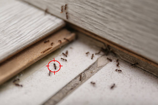 Best Termite Control Services  in Fort Washakie, WY