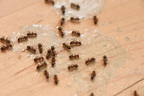 Best Commercial Pest Control Services  in Fort Washakie, WY