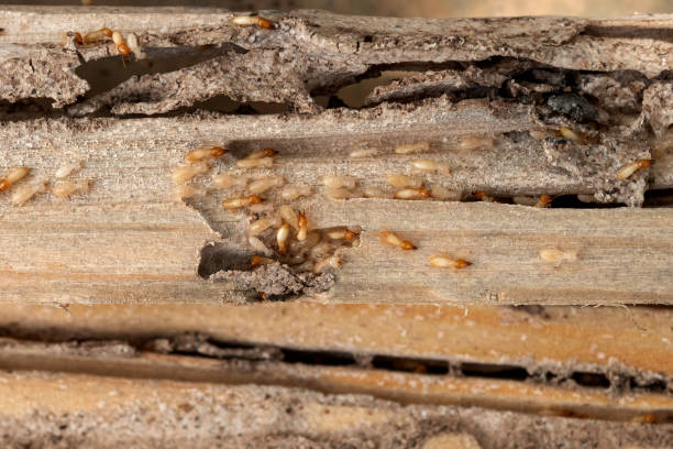 Best Residential Pest Control  in Fort Washakie, WY
